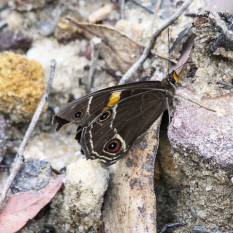 Tisiphone abeona - Swordgrass Brown - Underwing  Swordgrass brown,Tisiphone abeona