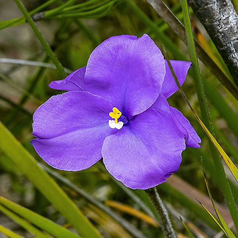 The Purple Flag  Australia,Geotagged,Patersonia sericea,Purple flag,Spring