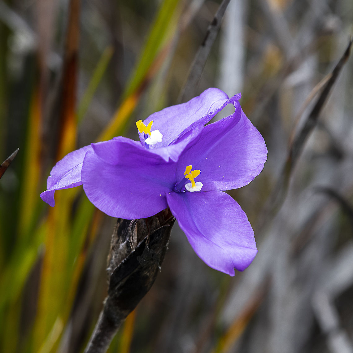 Double Them Up - Purple Flag  Australia,Geotagged,Patersonia sericea,Purple flag,Spring