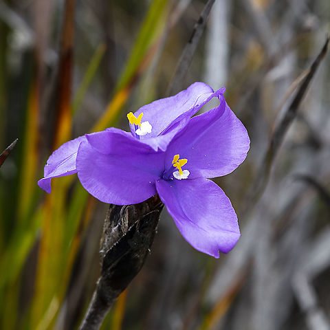 Double Them Up - Purple Flag  Australia,Geotagged,Patersonia sericea,Purple flag,Spring