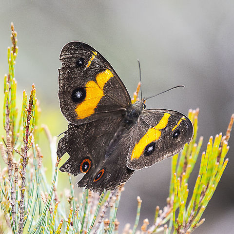 Tisiphone abeona  Australia,Geotagged,Spring,Swordgrass brown,Tisiphone abeona