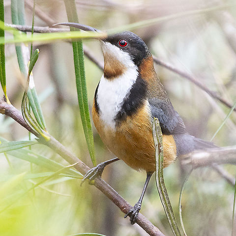 Eastern Spinebill  Acanthorhynchus tenuirostris,Australia,Eastern Spinebill,Geotagged,Spring