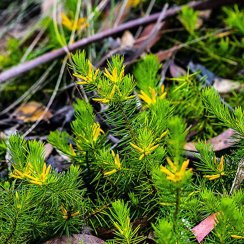 Persoonia Acerosa  Australia,Geotagged,Needle geebung,Persoonia acerosa,Spring
