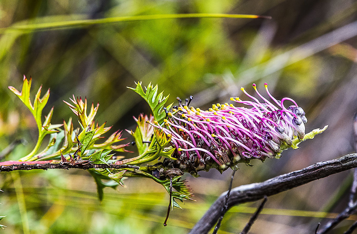 Grevillea acanthifolia  Australia,Geotagged,Grevillea acanthifolia,Grevillea aspleniifolia,Spring,grevillea aspen