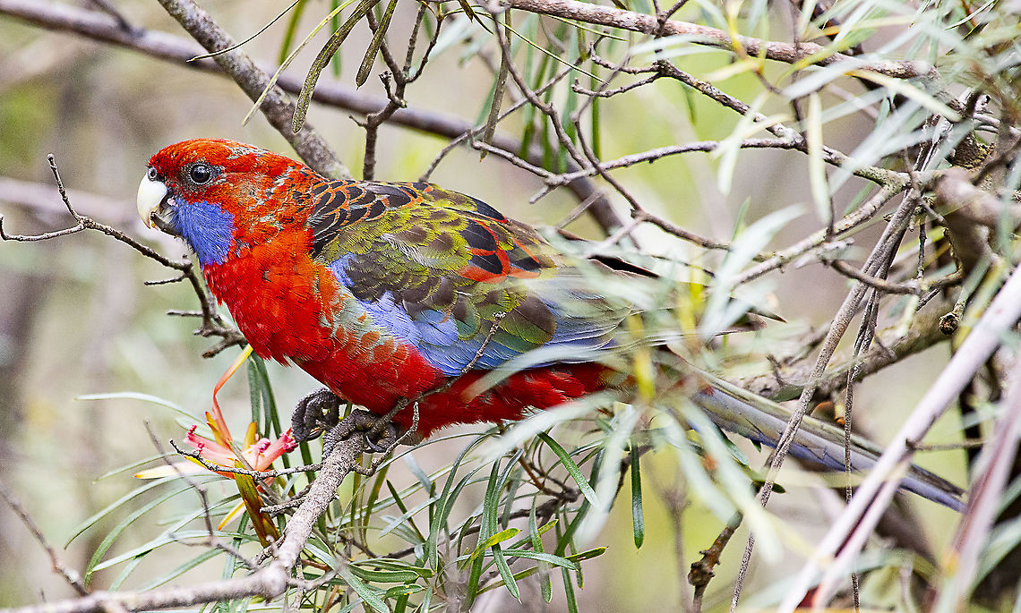 Crimson rosella I believe that this is a young Crimson Rosella Australia,Crimson rosella,Geotagged,Platycercus elegans,Spring