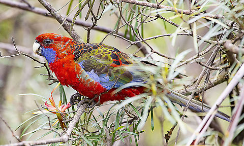 Crimson rosella I believe that this is a young Crimson Rosella Australia,Crimson rosella,Geotagged,Platycercus elegans,Spring