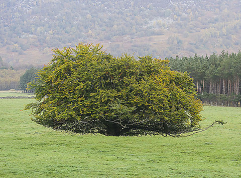 Beautiful Tree - Unknown  Fall,Geotagged,United Kingdom