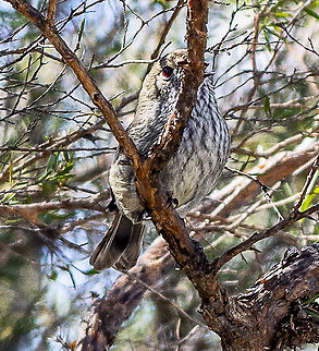 Peekaboo - Brown Thornbill  Acanthiza pusilla,Brown thornbill