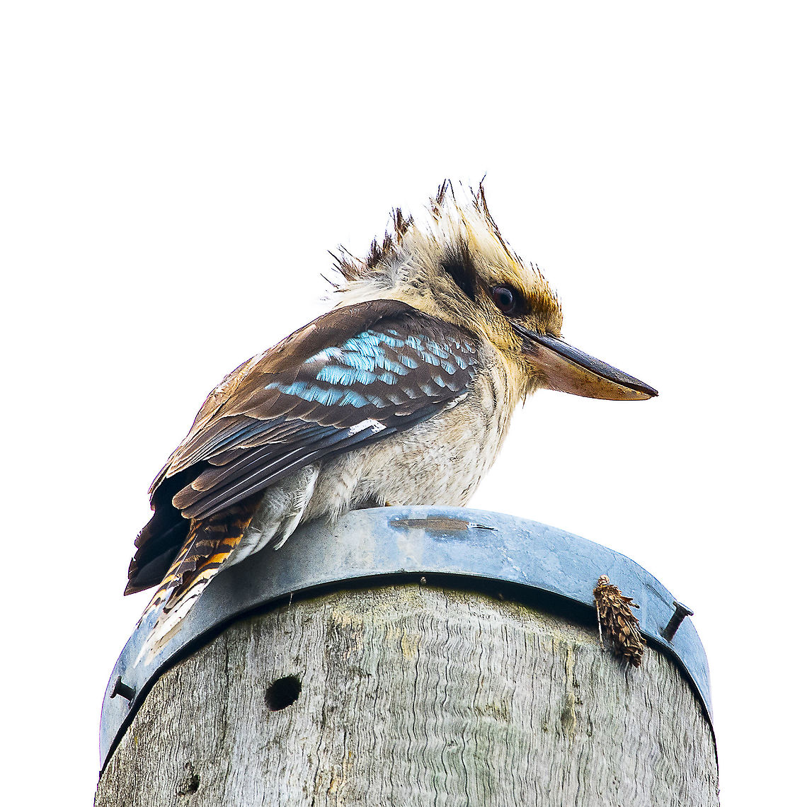 Bad Hair Day - Laughing Kookaburra  Australia,Dacelo novaeguineae,Geotagged,Laughing Kookaburra,Spring