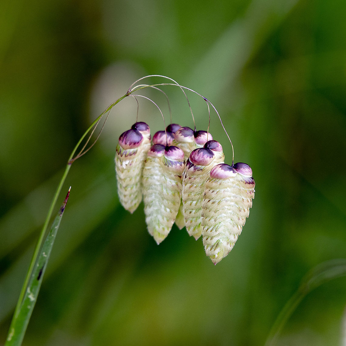 Lantern Like - Briza maxima = Large Quaking Grass  Australia,Briza maxima,Geotagged,Spring