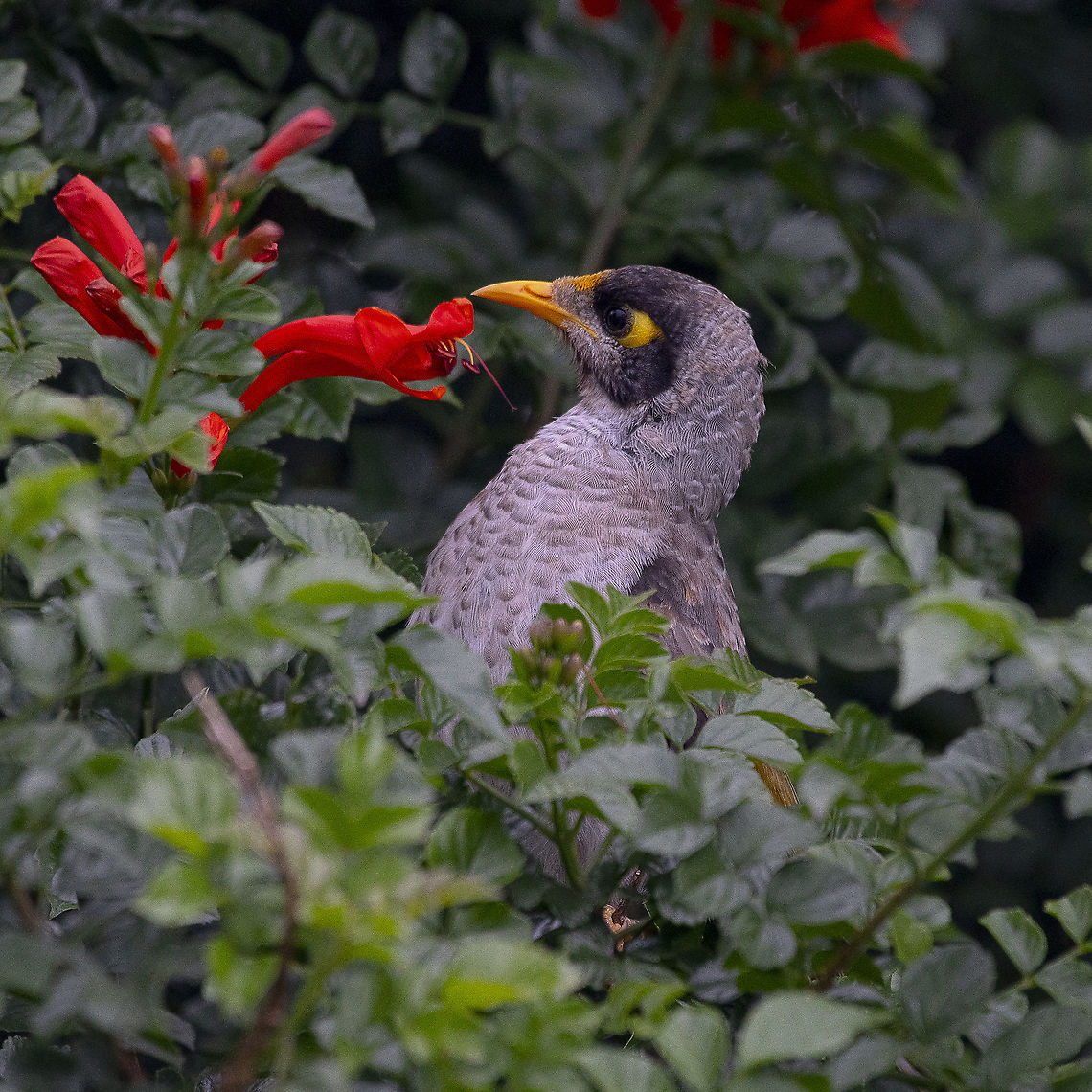 Noisy Miner  Australia,Geotagged,Manorina melanocephala,Noisy miner,Spring