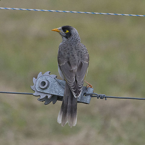 Like a bird on a wire   Noisy - Miner  Australia,Geotagged,Manorina melanocephala,Noisy miner,Spring