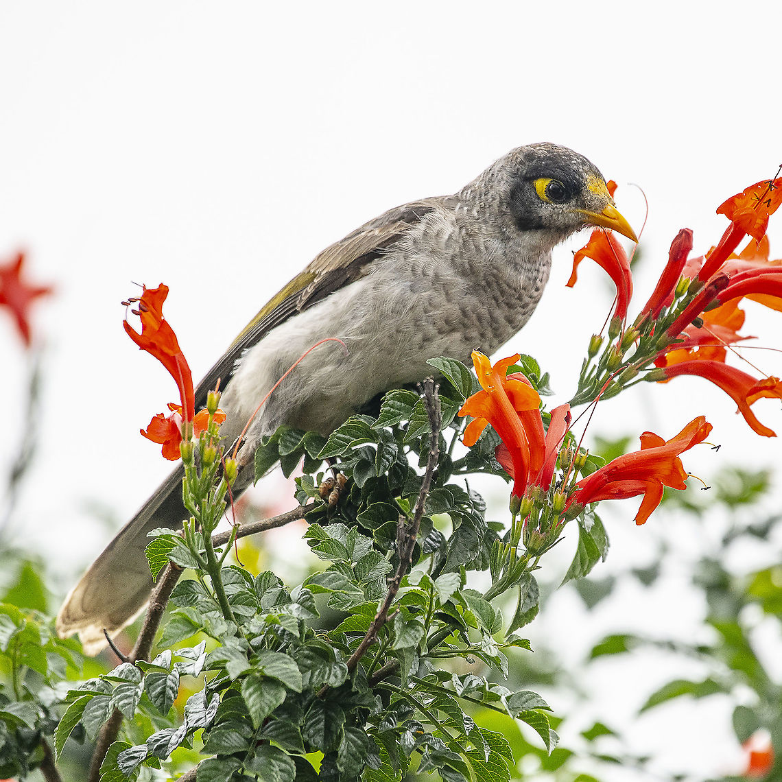 Noisy Miner This miner is attracted to a Cape Honeysuckle.<br />
<br />
&#039;&#039;Tecoma capensis&#039;&#039; is a species of flowering plant in the family Bignoniaceae, native to southern Africa. Despite its common name, it is not closely related to the true honeysuckle. Australia,Geotagged,Manorina melanocephala,Noisy miner,Spring