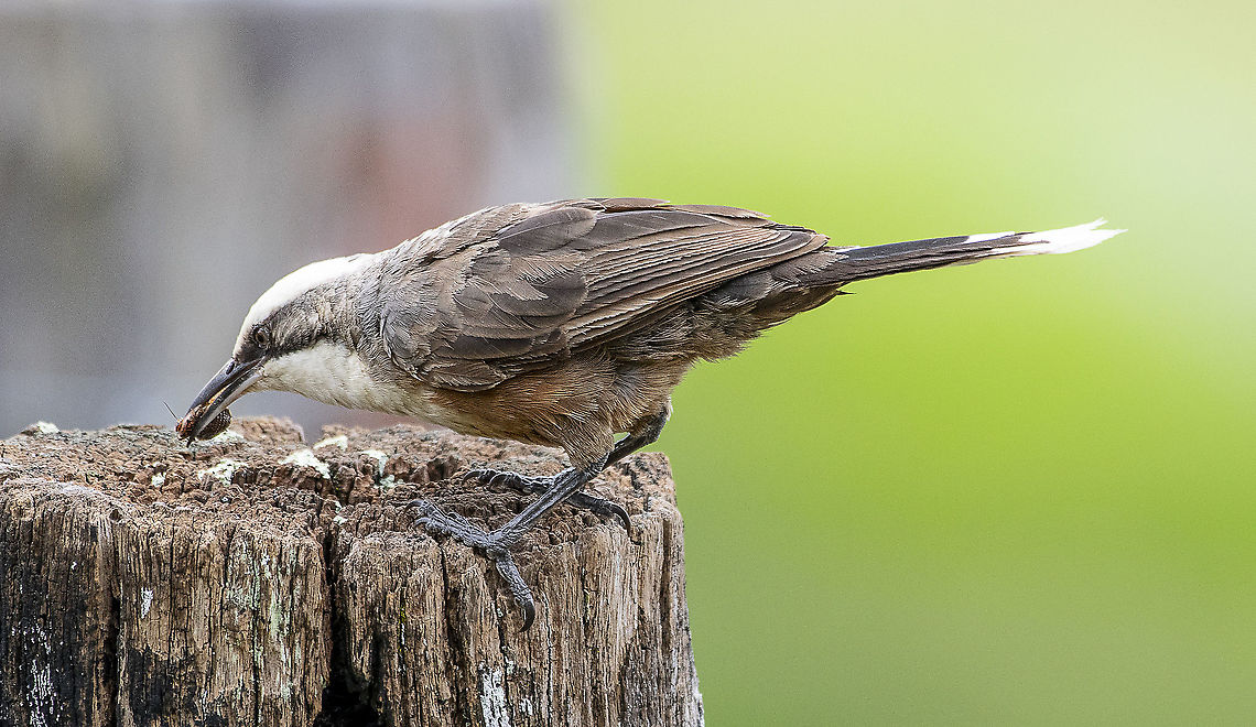 Grey-crowned babbler  Australia,Geotagged,Grey-crowned babbler,Pomatostomus temporalis,Spring