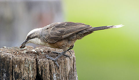 Grey-crowned babbler  Australia,Geotagged,Grey-crowned babbler,Pomatostomus temporalis,Spring