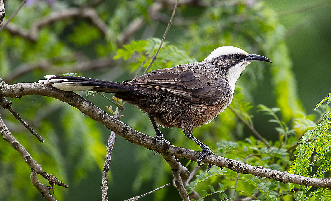 Grey-Crowned Babbler  Australia,Geotagged,Grey-crowned babbler,Pomatostomus temporalis,Spring