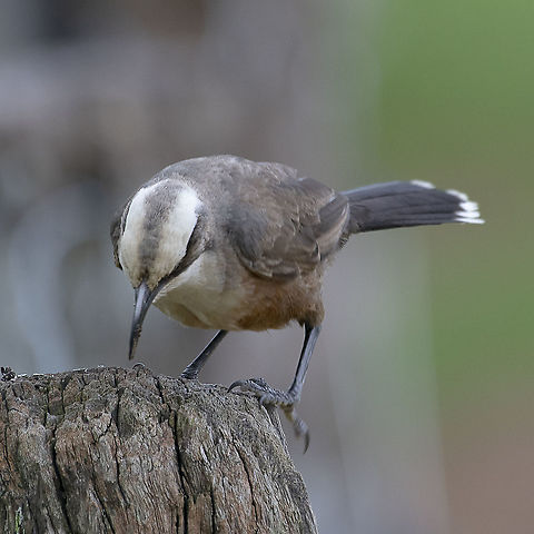 Grey-Crowned Babbler  Australia,Geotagged,Grey-crowned babbler,Pomatostomus temporalis,Spring