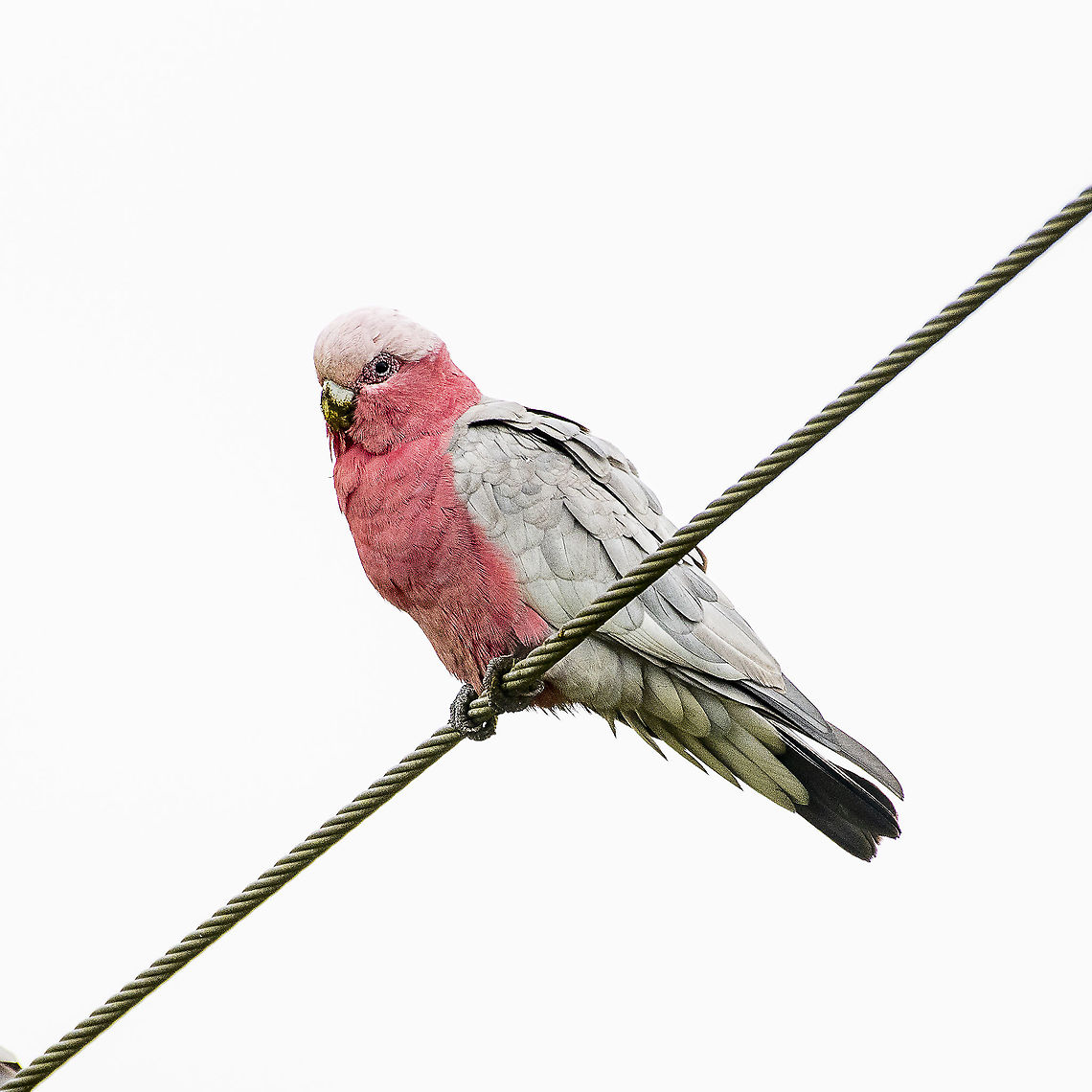 Galah Galah is used as a derogatory term for a fool in australian slang Australia,Eolophus roseicapilla,Galah,Geotagged,Spring