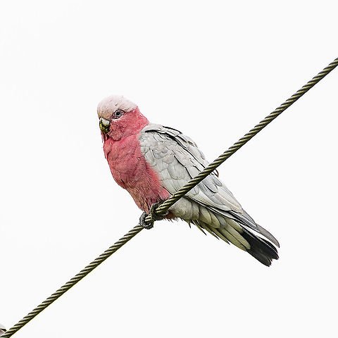 Galah Galah is used as a derogatory term for a fool in australian slang Australia,Eolophus roseicapilla,Galah,Geotagged,Spring