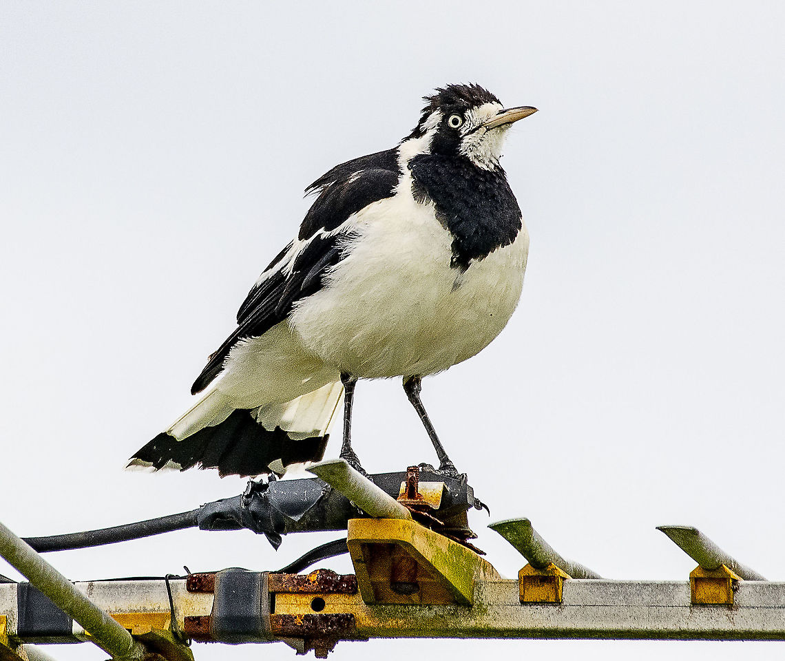 Magpie Lark  Australia,Geotagged,Grallina cyanoleuca,Magpie-lark,Spring
