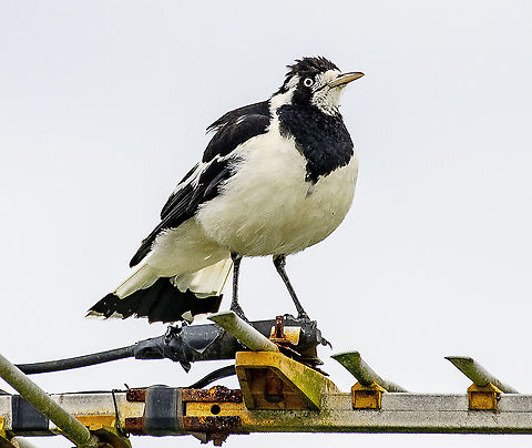 Magpie Lark  Australia,Geotagged,Grallina cyanoleuca,Magpie-lark,Spring