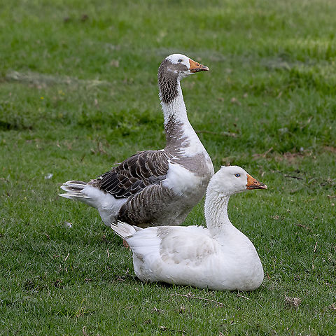 Greylag Goose  Anser anser,Anser anser domesticus,Anser cygnoides domesticus,Australia,Domestic goose,Geotagged,Greylag goose,Spring