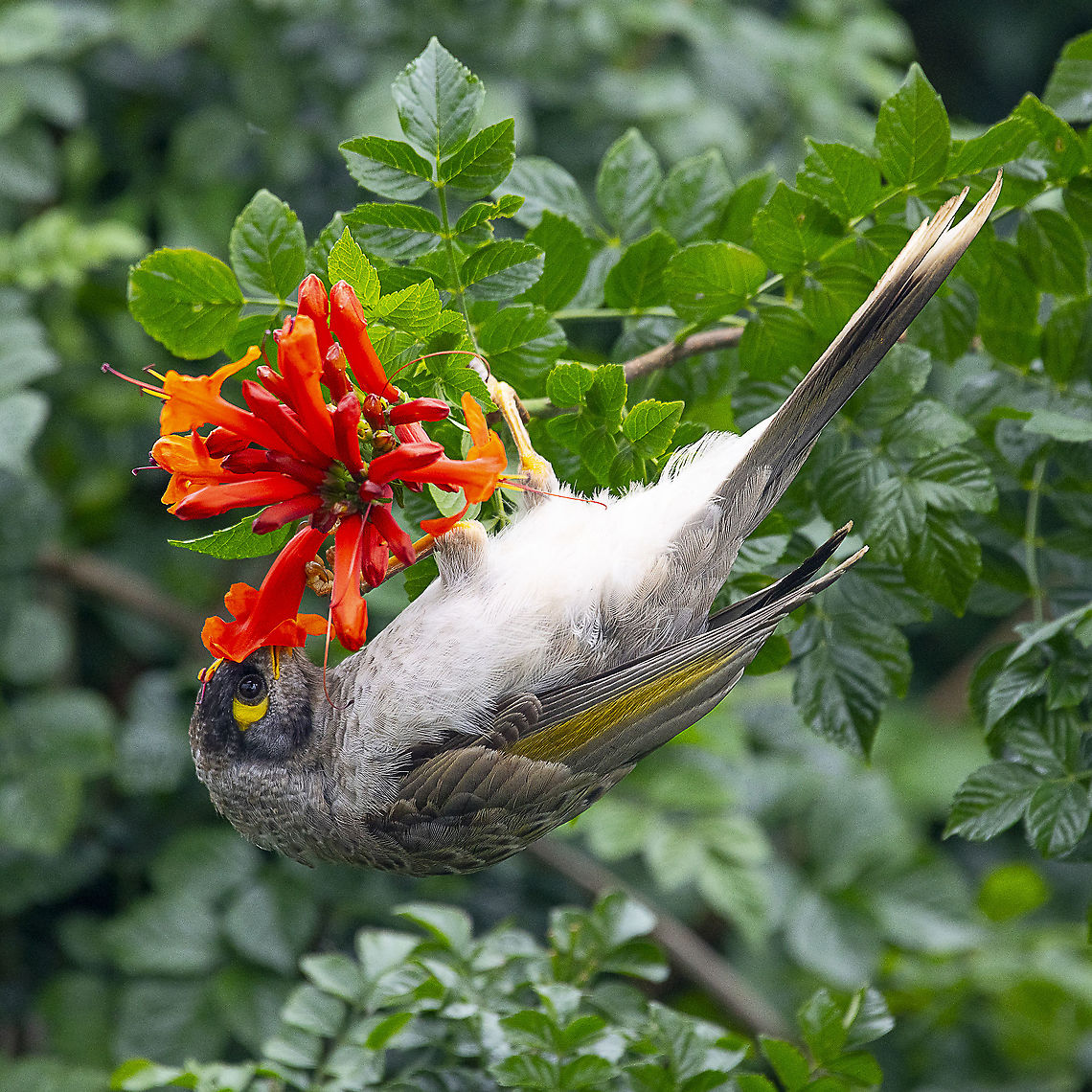 Nosey Noisy  Miner Couldn&#039;t resist putting this one up Australia,Geotagged,Manorina melanocephala,Noisy miner,Spring
