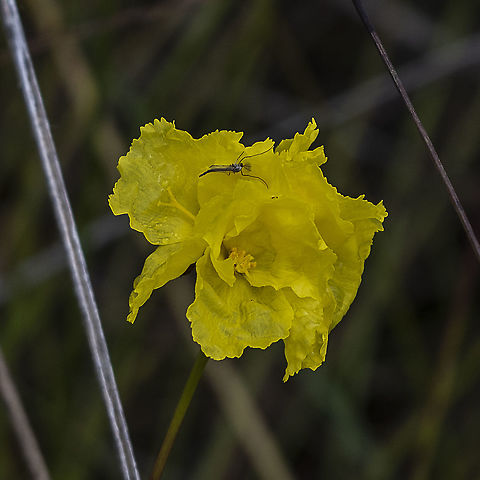 Yellow Flush and Friend - Xyridaceae ?  Australia,Geotagged
