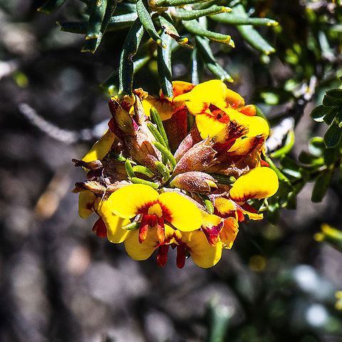 Gorse Bitter Pea  Australia,Daviesia ulicifolia,Geotagged,Gorse Bitter Pea,Spring