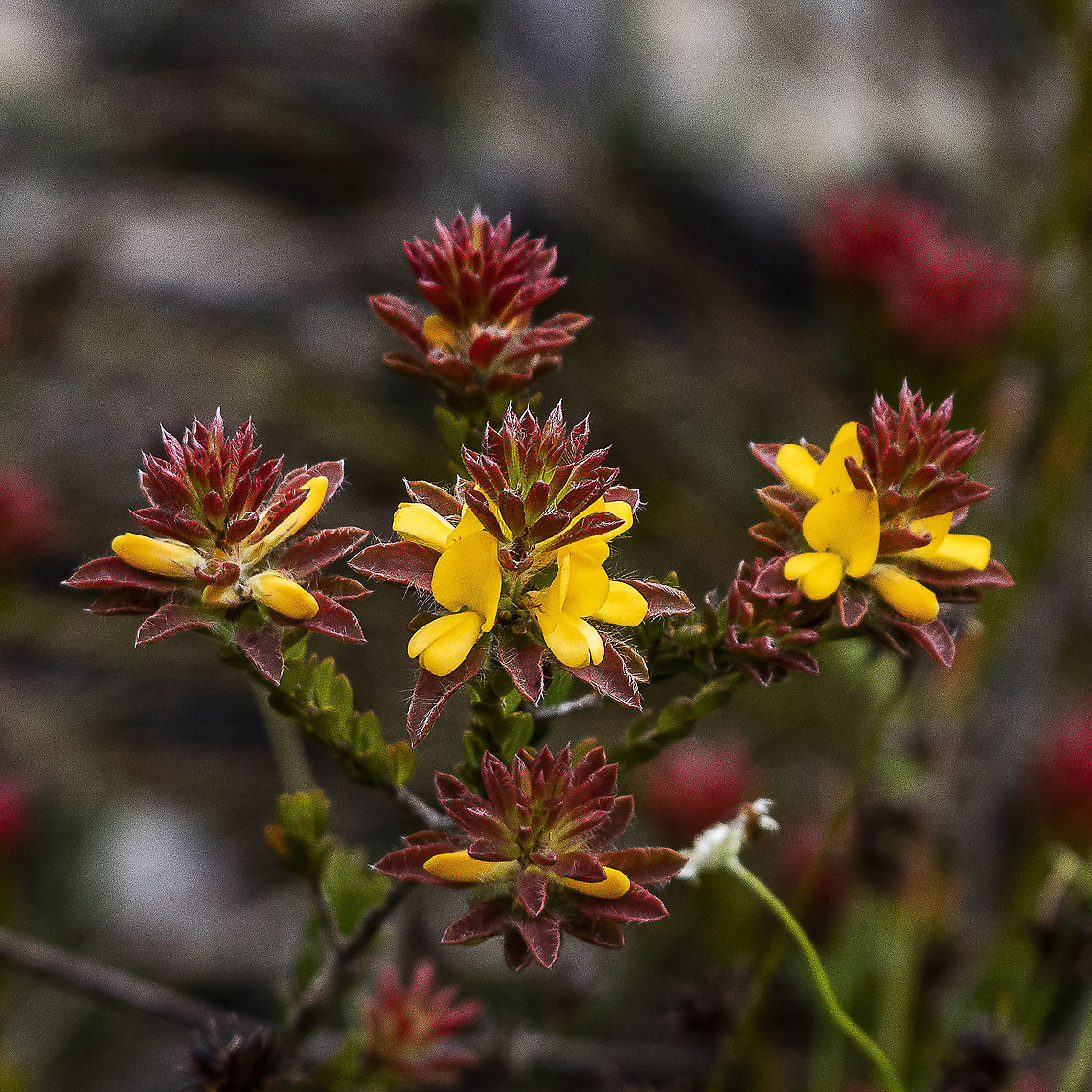 Pultenaea canescens  Australia,Geotagged,Plumed bush-pea,Pultenaea canescens,Spring