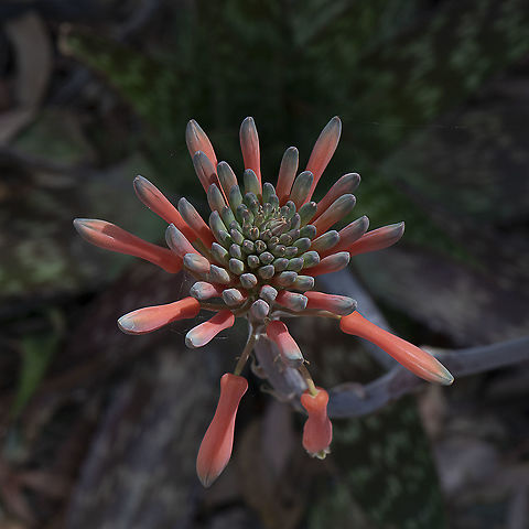 Soap aloe An exotic member of our garden plant community Aloe maculata Australia,Geotagged,Spring