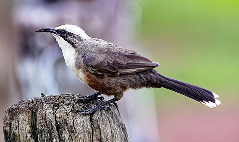 Grey-Crowned Babbler  Australia,Geotagged,Grey-crowned babbler,Pomatostomus temporalis,Spring