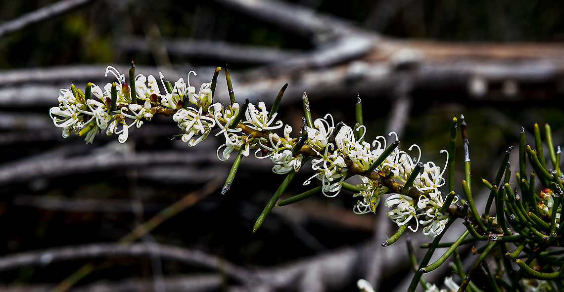 White Spray - Hakea constablei  Australia,Geotagged,Hakea constablei,Spring
