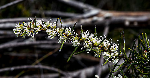 White Spray - Hakea constablei  Australia,Geotagged,Hakea constablei,Spring