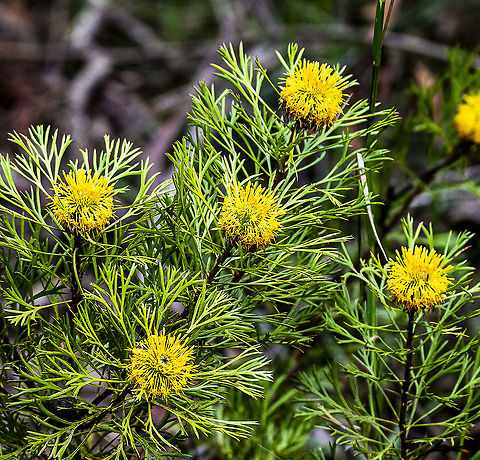 Petrophile pedunculata - Stalked Conestick  Australia,Conesticks,Geotagged,Petrophile pedunculata,Spring