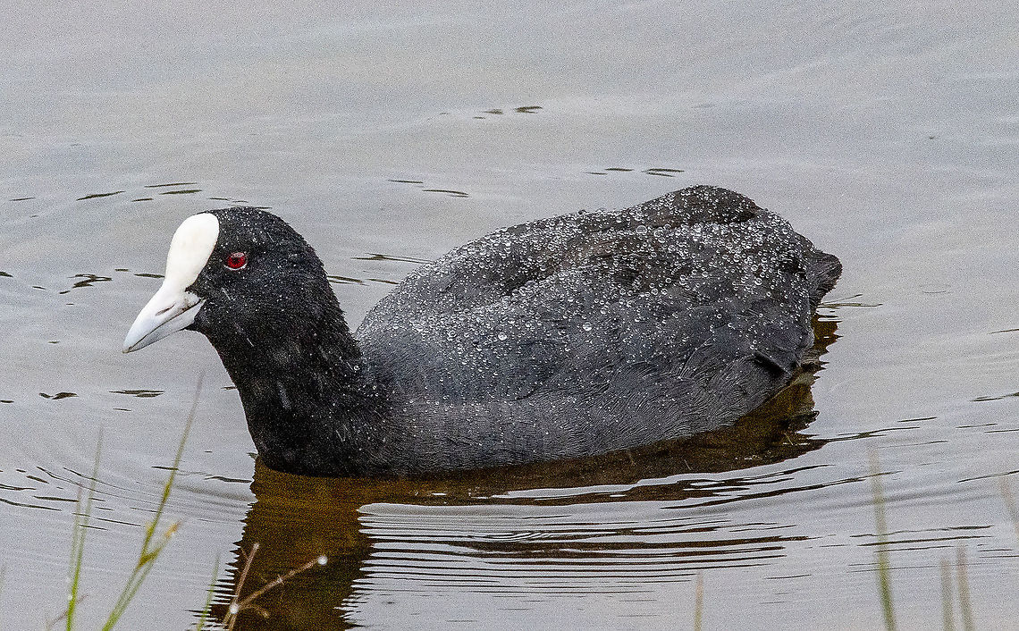 It is wet out here!  Eurasian Coot  Australia,Eurasian coot,Fulica atra,Geotagged,Spring