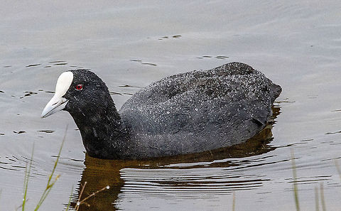 It is wet out here!  Eurasian Coot  Australia,Eurasian coot,Fulica atra,Geotagged,Spring