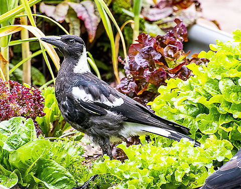 Lettuce B - Young Australian Magpie  Australia,Australian magpie,Geotagged,Gymnorhina tibicen,Spring