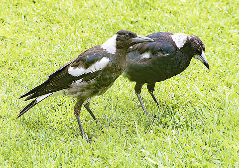 Two of Three Young Magpies  Australia,Australian magpie,Geotagged,Gymnorhina tibicen,Spring