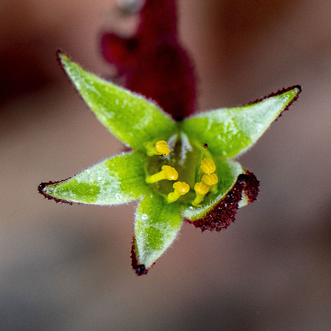 Red Kangaroo Paw  Anigozanthos rufus,Australia,Geotagged,Red Kangaroo Paw,Spring