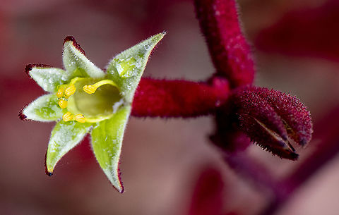 Red Kangaroo Paw  Anigozanthos rufus,Australia,Geotagged,Red Kangaroo Paw,Spring