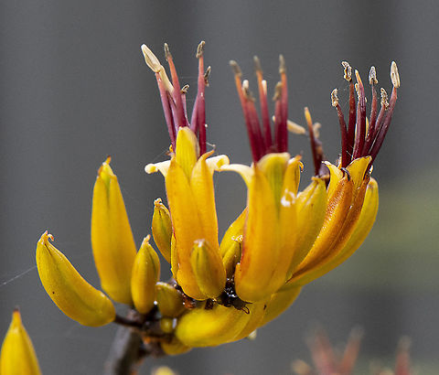 Cordyline Flower  Australia,Geotagged,Spring