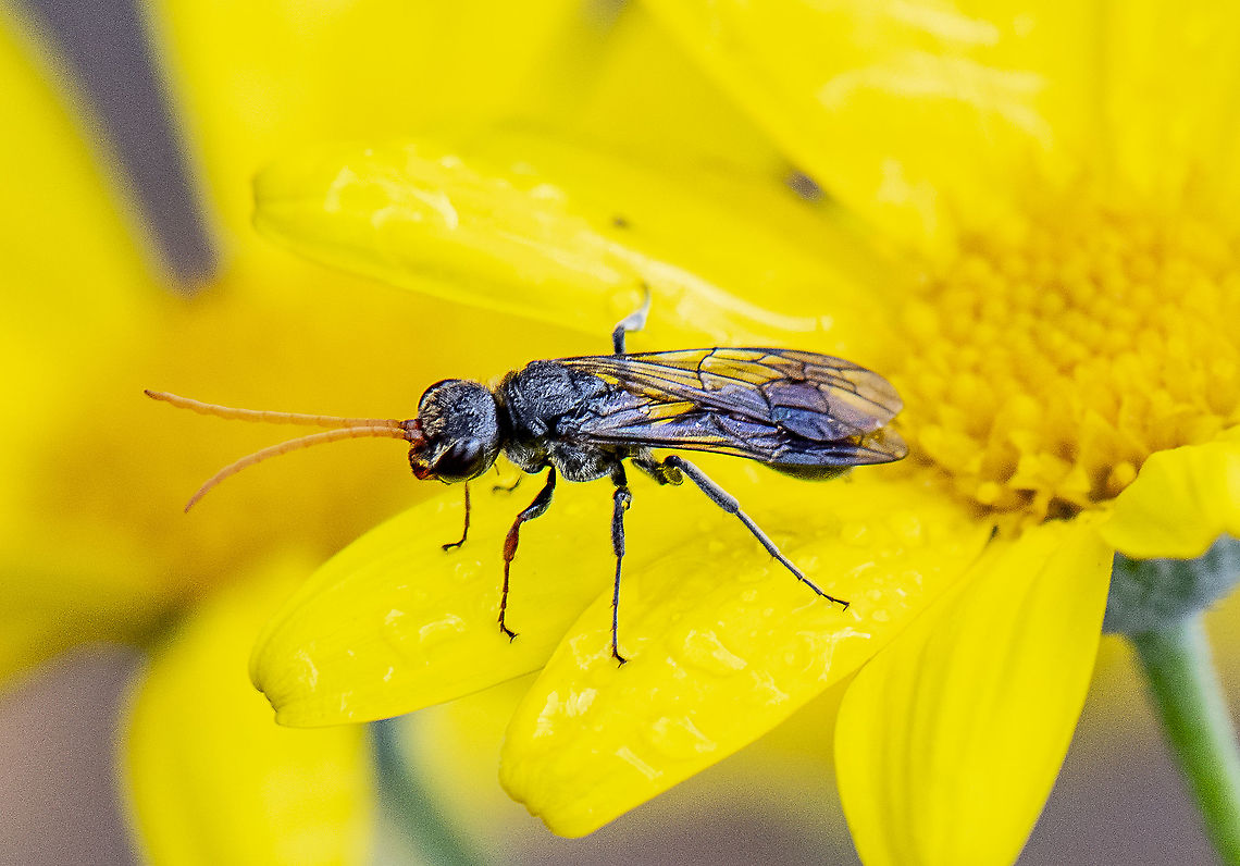 Visitor - Wasp  Australia,Black Mud Wasp,Geotagged,Spring