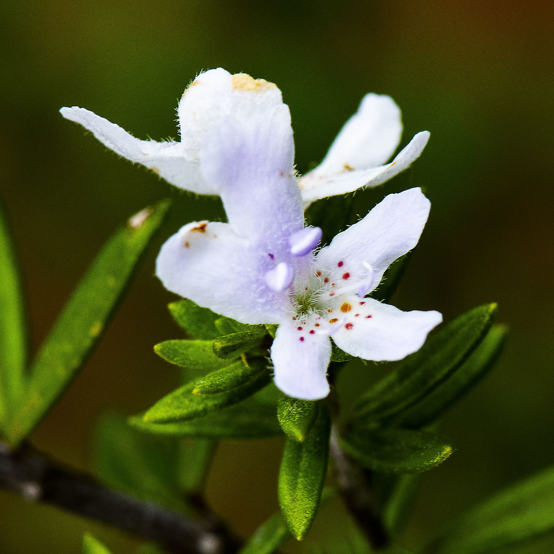 White Beauty - Westringia Longifolia  Australia,Geotagged,Long-leaved westringia,Spring,Westringia longifolia