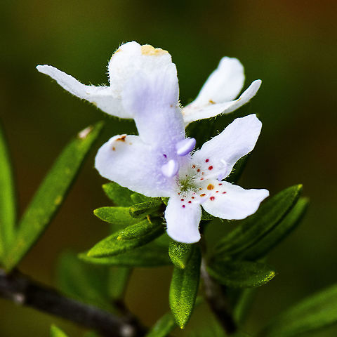 White Beauty - Westringia Longifolia  Australia,Geotagged,Long-leaved westringia,Spring,Westringia longifolia