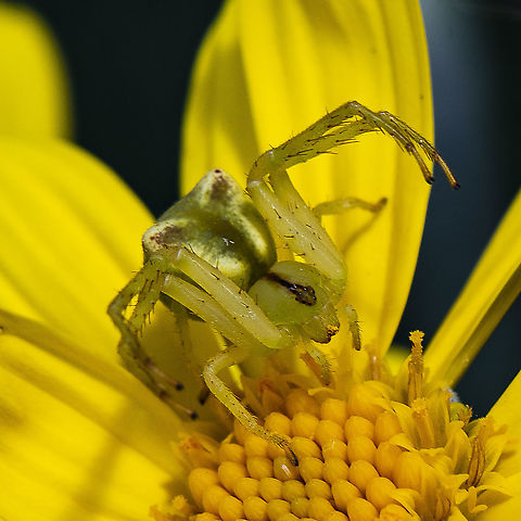 Green Predator - Crab Spider - Sidymella rubrosignata  Australia,Geotagged,Sidymella rubrosignata,Spring