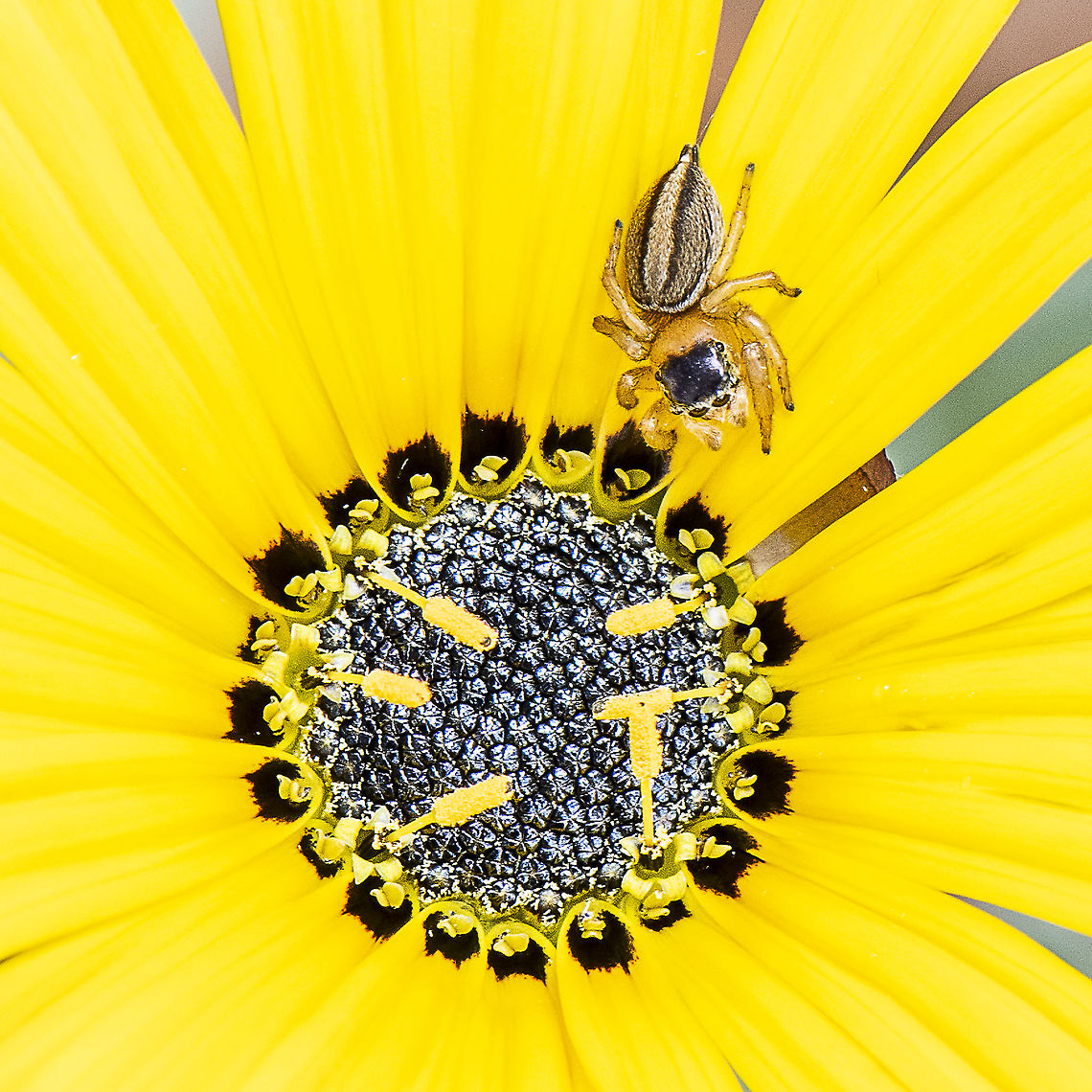 Jumping Predator - Maratus scutulatus ex Lycidas  Australia,Geotagged,Lycidas scutulata,Maratus scutulatus,Small Striped Jumping Spider,Spring