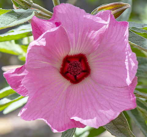 Native Hibiscus - Hibiscus splendens  Australia,Geotagged,Hibiscus splendens,Hibiscus tiliaceus,Splendid hibiscus,Spring