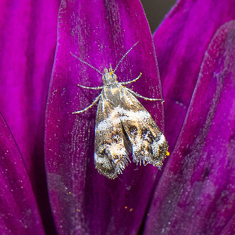 Velvet - Tebenna micalis  Australia,Geotagged,Spring,Tebenna micalis,Vagrant Twitcher
