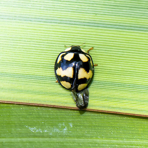 Fungus-eating Ladybird - Illeis galbula  Australia,Fungus-eating Ladybird,Geotagged,Illeis galbula,Spring